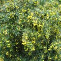 Berberis gagnepainii P30
